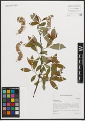 Foto von Salix petiolaris Sm.